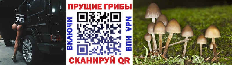 наркота  Северобайкальск  Псилоцибиновые грибы Cubensis 